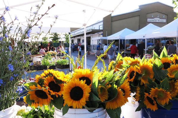 Sunflowers on display with vendor tents in the background at the Santa Fe Farmers' Market