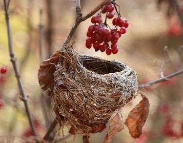 A bird's nest with no eggs in it to symbolize the concept of an empty nester.