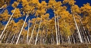 An upward photograph of aspen trees with golden leaves
