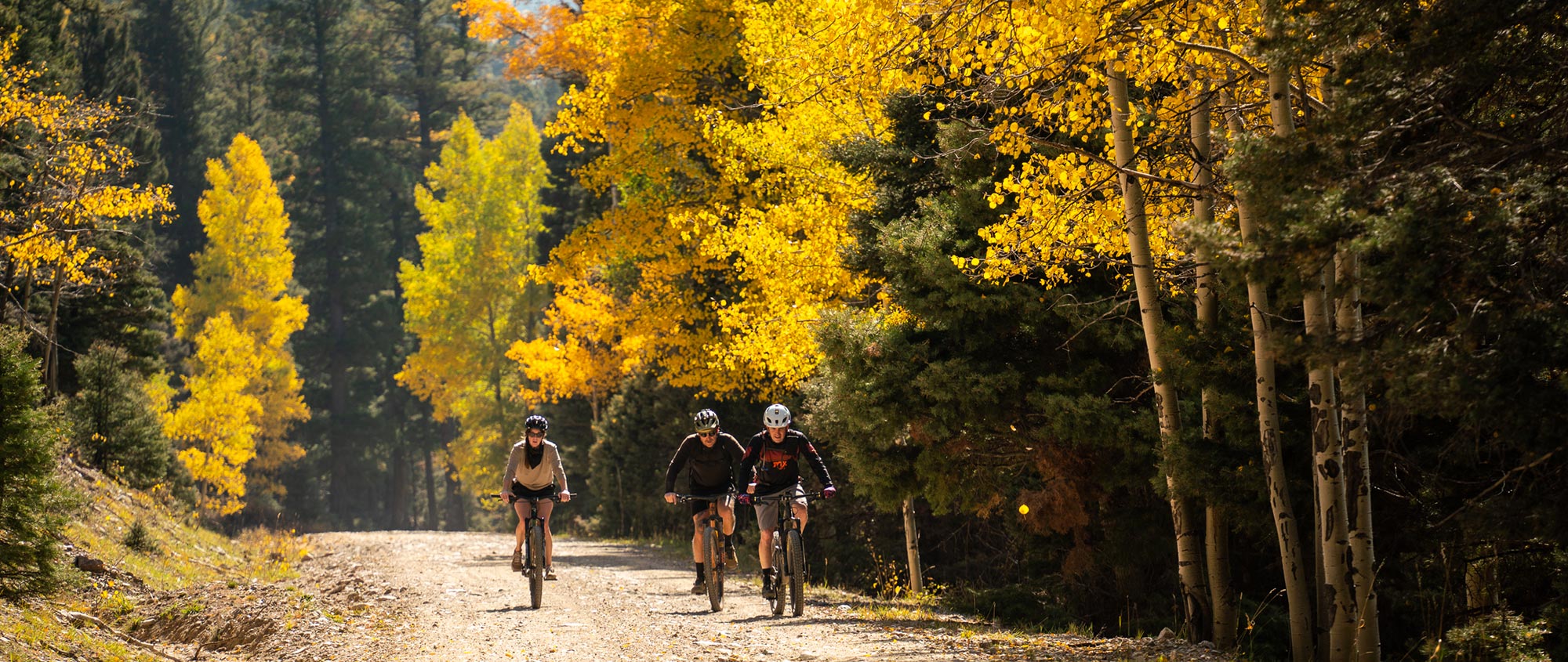 Mountain bikers on graded forest road with Fall colors.