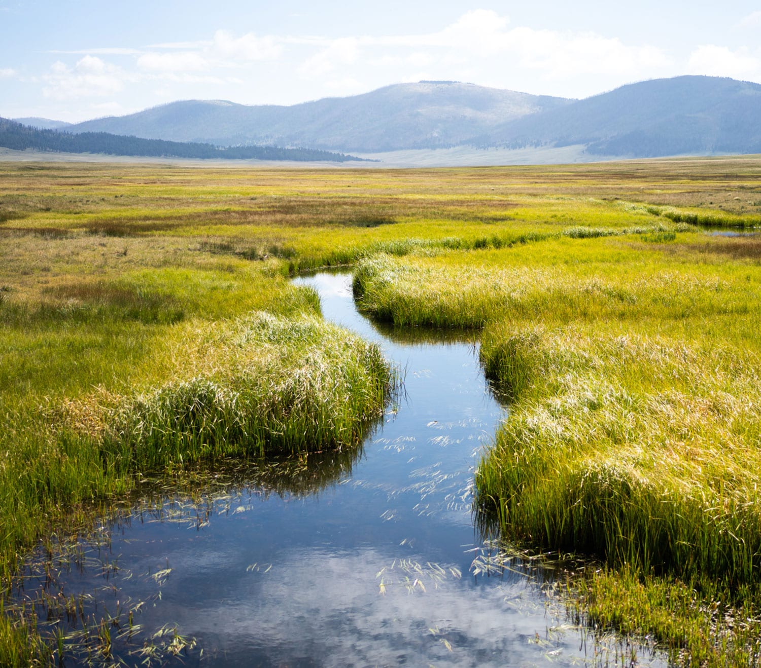 Restful view of a stream through the flats of the Valles Caldera.