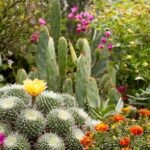 Some of our Favorite Local Plants for your Garden